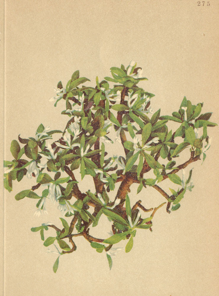 ALPENFLORA ALPINE FLOWERS. Daphne alpina L-Alpen-Seidelbast 1897 old print